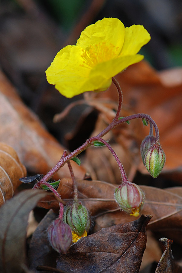 Fiore del Summano da ID.- Helianthemum sp.